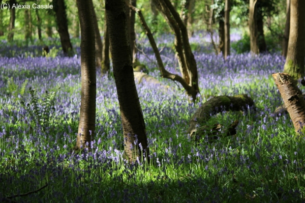 bluebell wood light and shadow